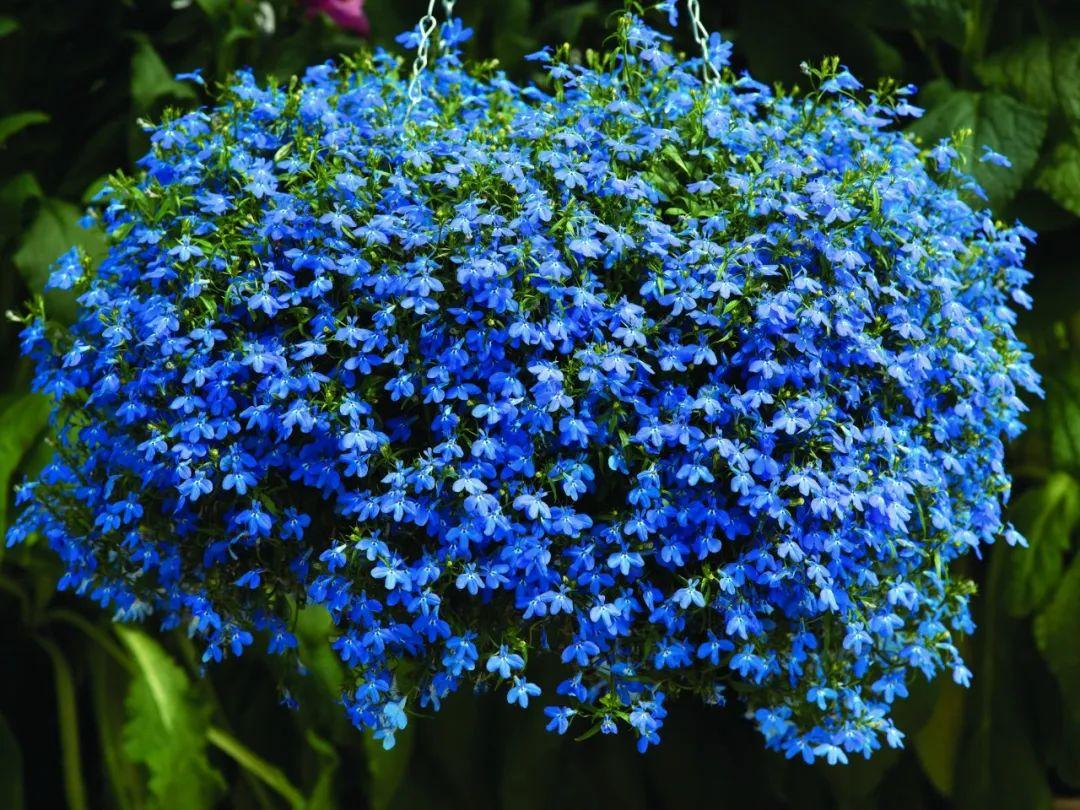 百萬(wàn)小鈴的扦插方法，小木槿扦插多久生根?