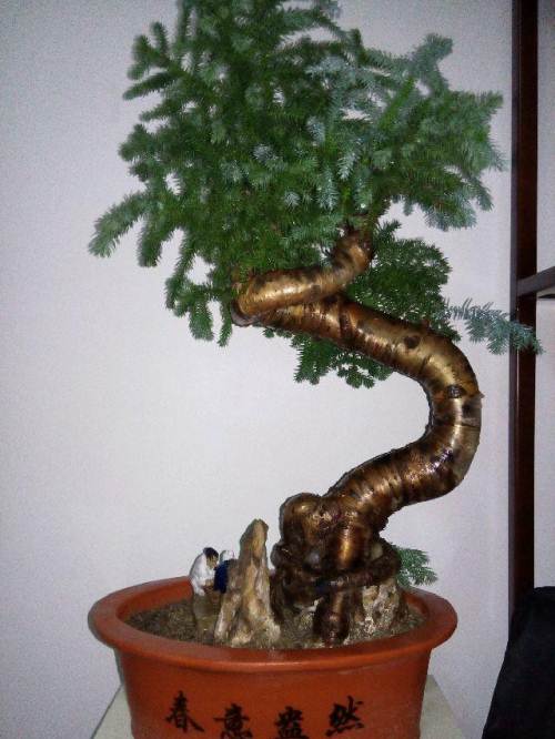 盆栽澳洲杉怎么澆水，澳洲杉怎么扦插?