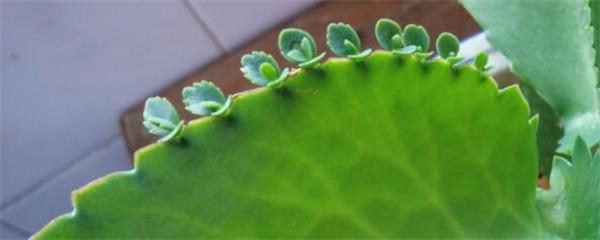 落地生根開(kāi)花嗎，落地生根會(huì )開(kāi)花嗎什么時(shí)候開(kāi)花?