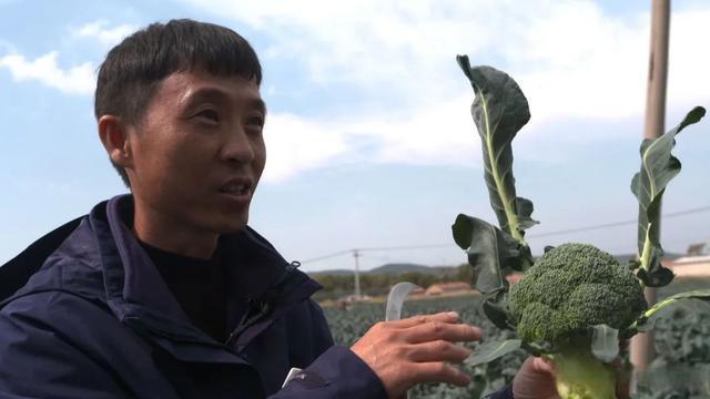 花椰菜種植前景怎么樣(農村夫婦種植30畝“致富菜”) 花椰菜種植前景怎么樣(農村夫婦種植30畝“致富菜”)