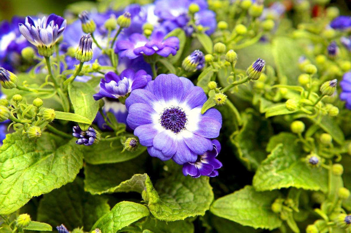 瓜葉菊怎么扦插，菊花扦插生根最快方法?