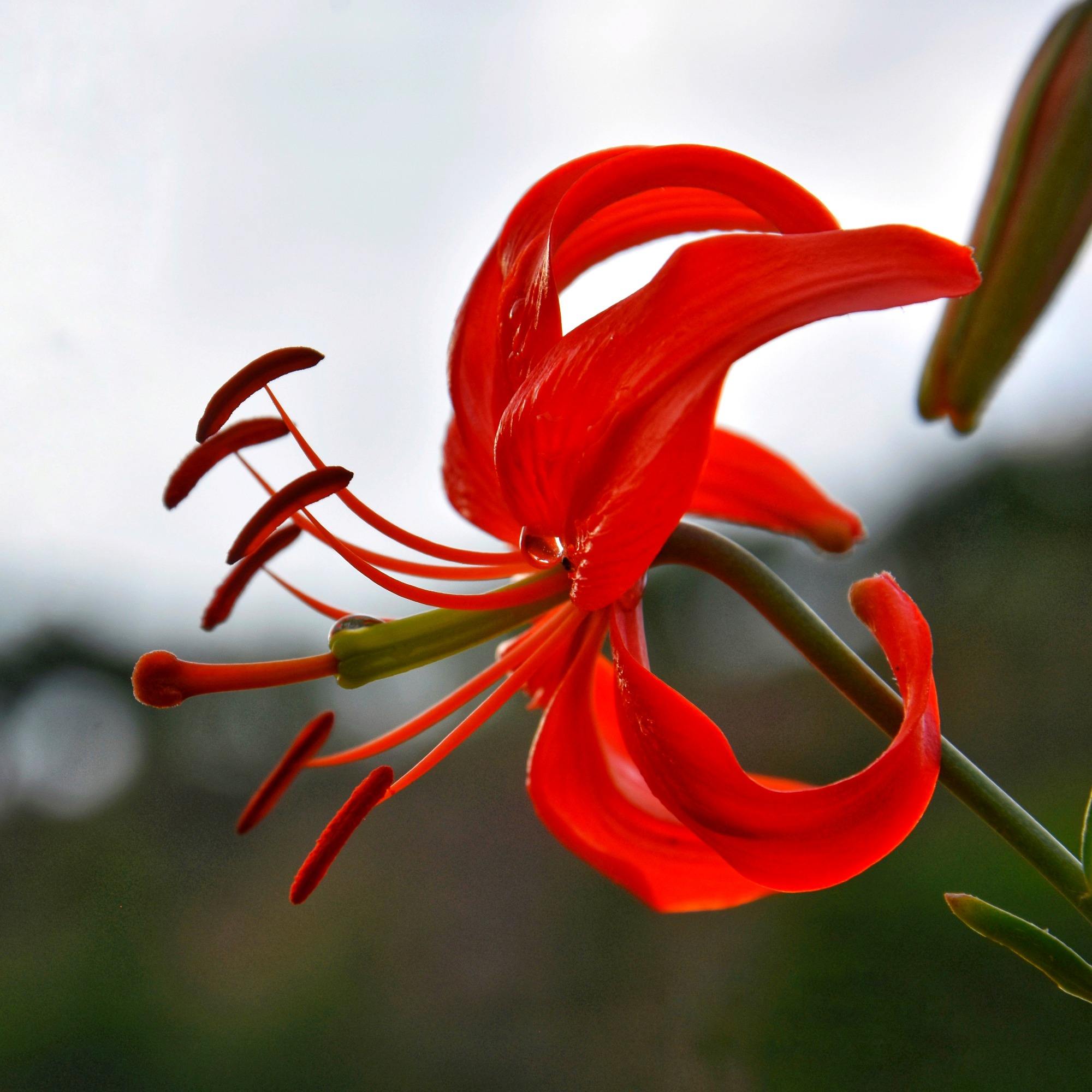 桂花是哪個(gè)城市的市花，開(kāi)花季節，桂花是哪個(gè)季節開(kāi)花?