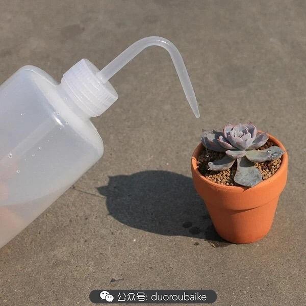 多肉白鳥(niǎo)怎么施肥，白鳥(niǎo)多肉爆盆?