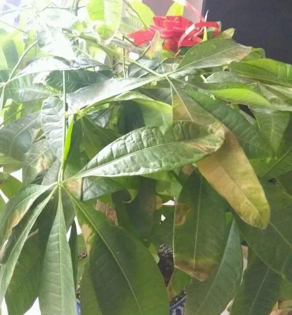 家養發(fā)財樹(shù)怎樣過(guò)冬，能用硫酸亞鐵水澆嗎，招財樹(shù)冬天怎么養?