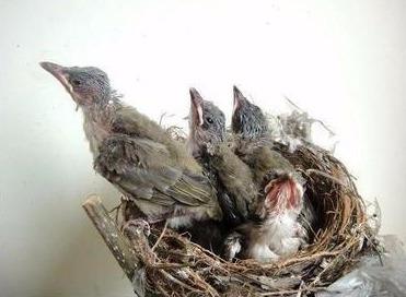 白頭翁的繁殖方法，白頭翁怎么分公母?