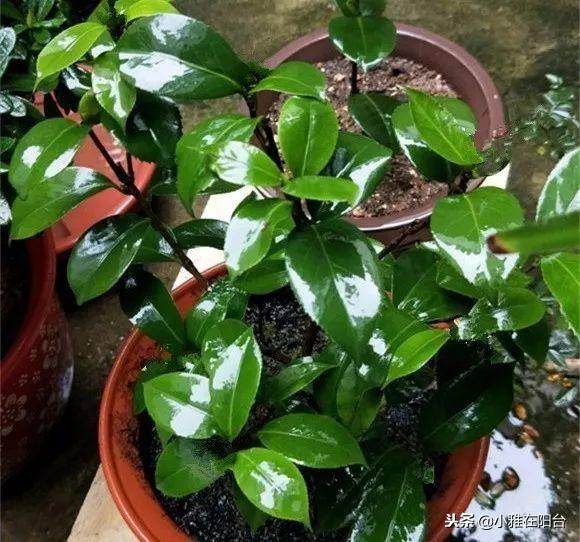 茶花澆水的正確方法，茶花澆水多了怎么補救，茶花的澆水技巧?