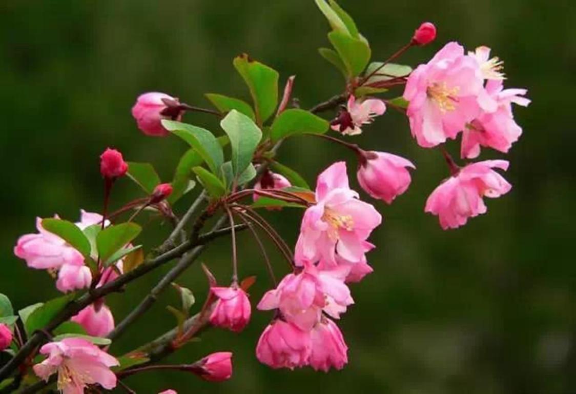 怎么讓垂枝海棠二次開(kāi)花，皇家美人垂枝海棠?