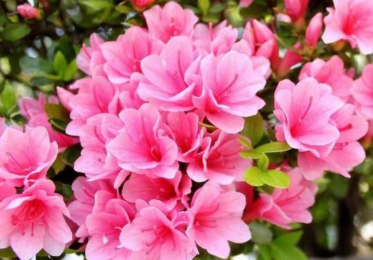 杜鵑施肥方法，用什么肥好，施肥方式有哪四種?