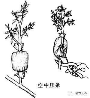 茶梅怎么扦插，茶梅扦插生根最快方法?