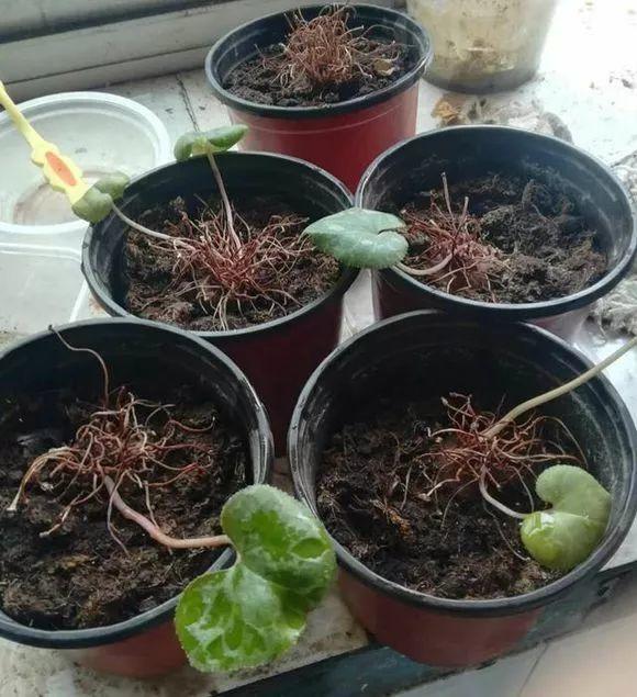 長(cháng)壽花花謝后如何修剪，怎么處理，杜鵑花花謝后怎樣修剪?