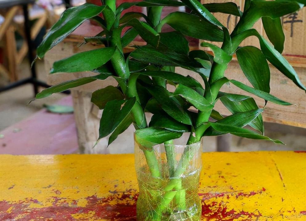 富貴竹施肥方法，用什么肥好，富貴竹怎么水養才旺盛?