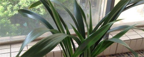 春蘭怎么澆水，蘭花澆水口訣?