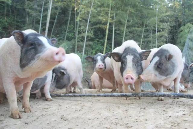 花椰菜種植前景怎么樣(農村夫婦種植30畝“致富菜”) 花椰菜種植前景怎么樣(農村夫婦種植30畝“致富菜”)
