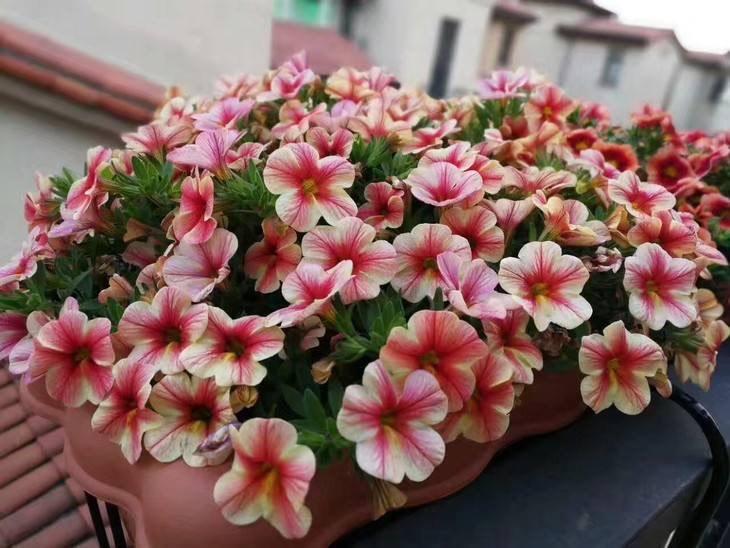 百萬(wàn)小鈴怎么修剪，如何快速復花，小玫瑰花謝了怎么修剪?