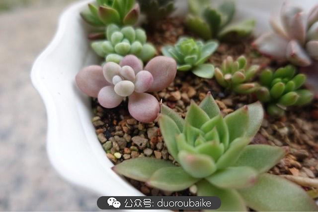 多肉白鳥(niǎo)怎么施肥，白鳥(niǎo)多肉爆盆?