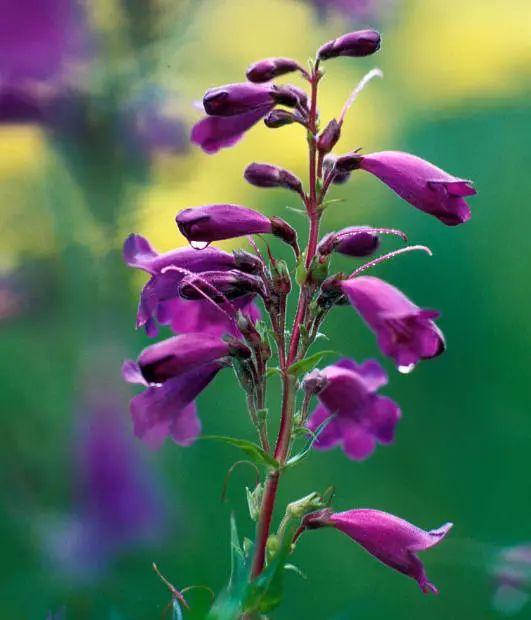 釣鐘柳的繁殖方法詳解，釣鐘柳圖片?