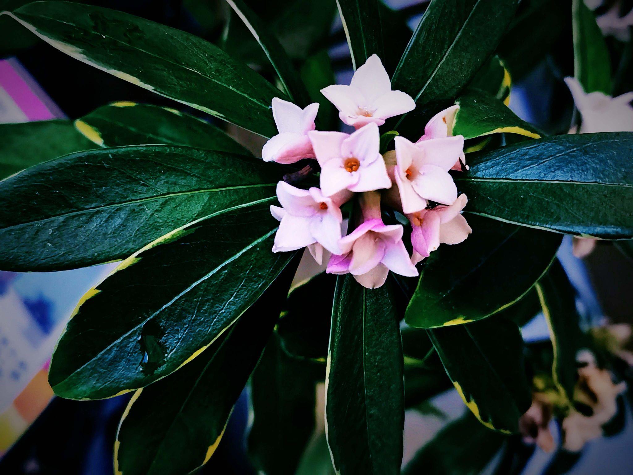 桂花是哪個(gè)城市的市花，開(kāi)花季節，桂花是哪個(gè)季節開(kāi)花?