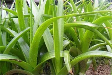 虎眼萬(wàn)年青怎么澆水，虎眼萬(wàn)年青的球爛了?