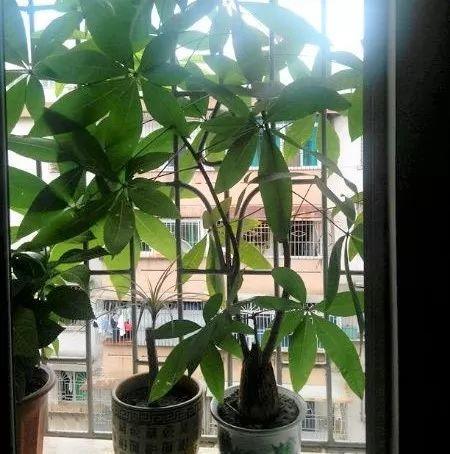 家養發(fā)財樹(shù)怎樣過(guò)冬，能用硫酸亞鐵水澆嗎，招財樹(shù)冬天怎么養?