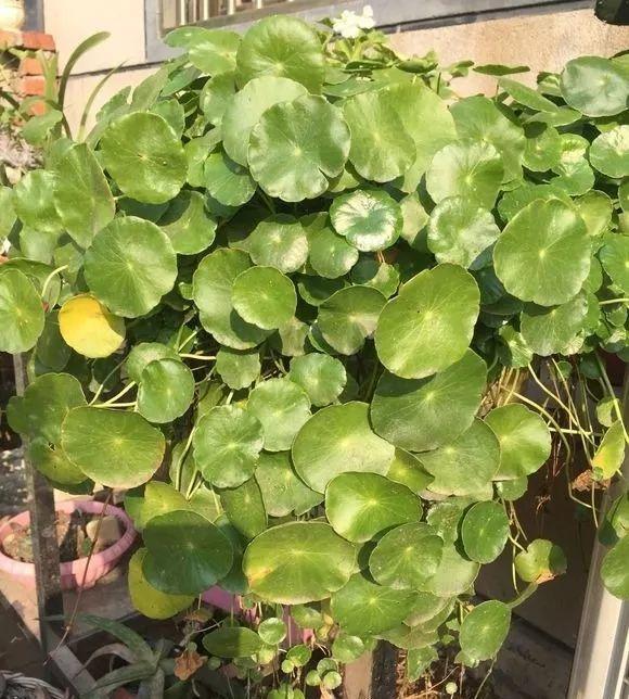 長(cháng)壽花施肥方法，用什么肥好，長(cháng)壽花用什么肥好什么時(shí)候施肥合適?