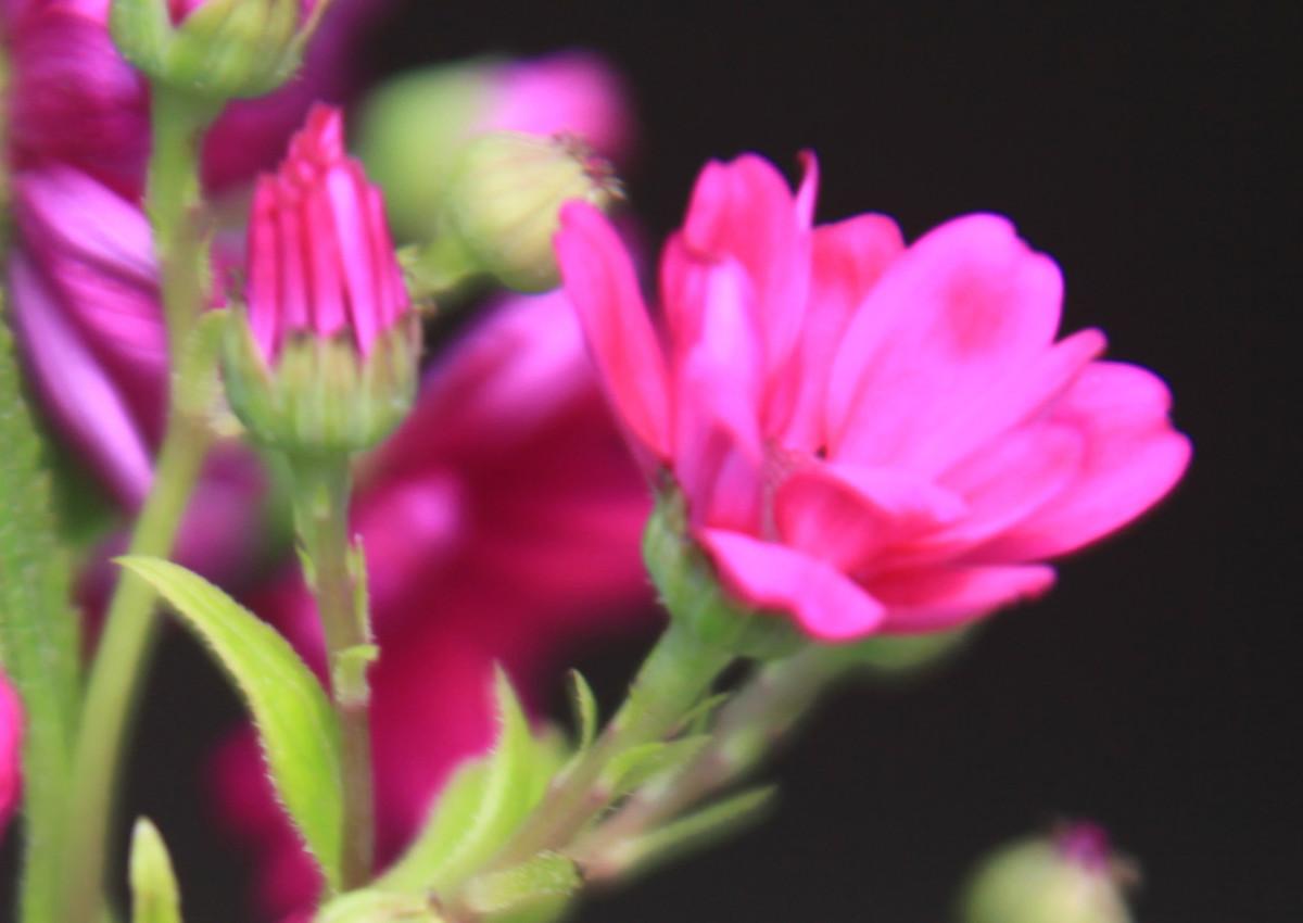 瓜葉菊怎么扦插，菊花扦插生根最快方法?