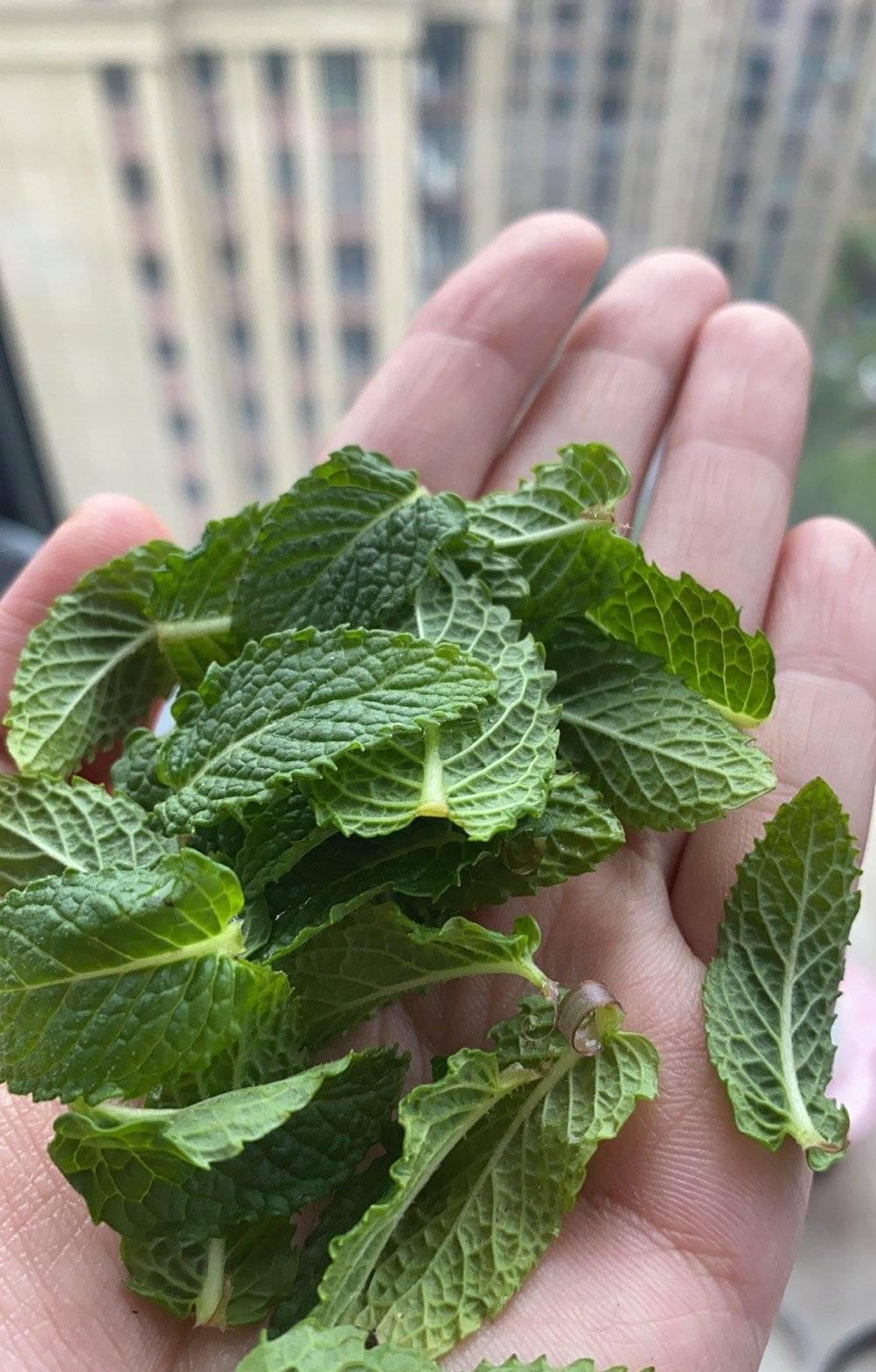 薄荷施什么肥，薄荷施肥時(shí)的兩大注意，盆栽薄荷施什么肥?