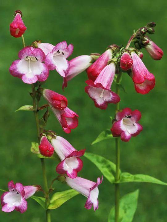 釣鐘柳的繁殖方法詳解，釣鐘柳圖片?