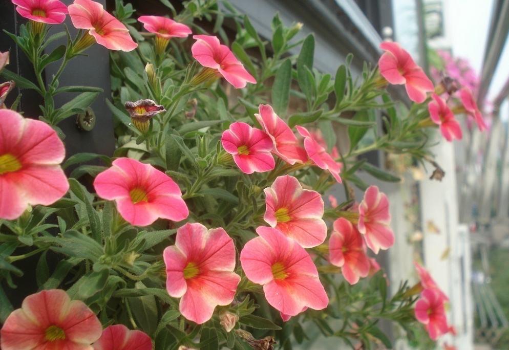 百萬(wàn)小鈴怎么修剪，如何快速復花，小玫瑰花謝了怎么修剪?