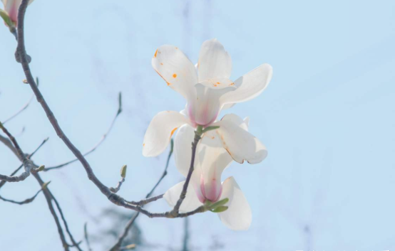 百萬(wàn)小鈴的繁殖方法，什么時(shí)候扦插，發(fā)財樹(shù)什么時(shí)候扦插好?