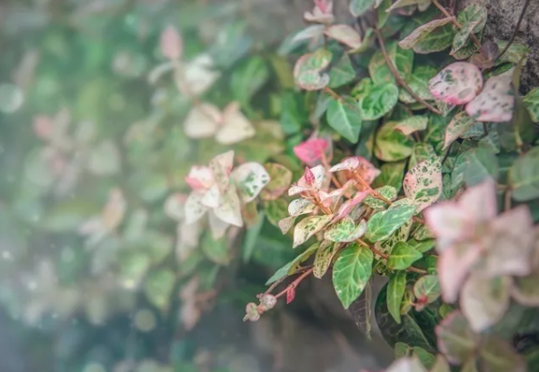 百萬(wàn)小鈴的繁殖方法，什么時(shí)候扦插，發(fā)財樹(shù)什么時(shí)候扦插好?