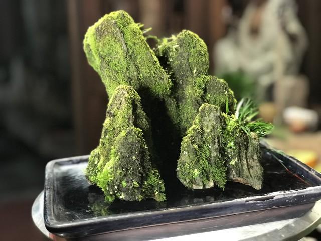 菖蒲怎么澆水，菖蒲葉尖干枯怎么辦?