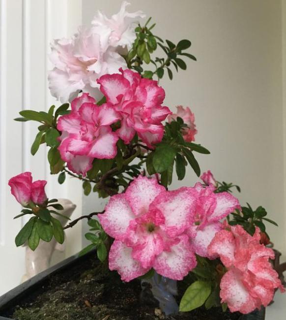 杜鵑施肥方法，用什么肥好，施肥方式有哪四種?