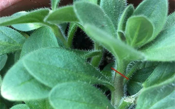 矮牽牛在什么季節開(kāi)花，矮牽牛開(kāi)花后要打頂嗎?