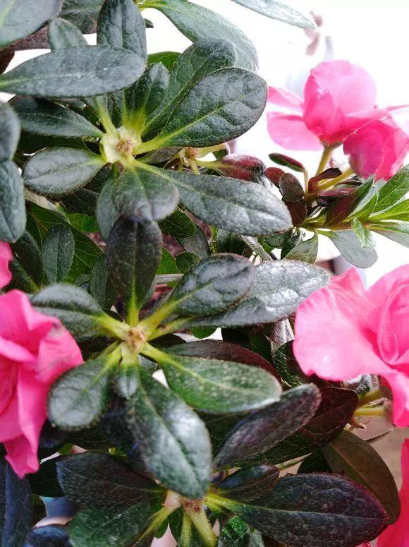 長(cháng)壽花花謝后如何修剪，怎么處理，杜鵑花花謝后怎樣修剪?