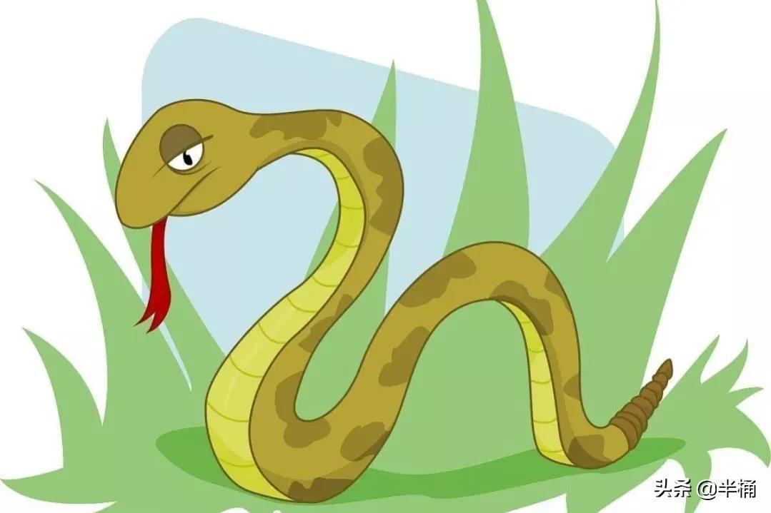 菜花蛇為什么不怕眼鏡王蛇 菜花蛇為什么不怕眼鏡王蛇