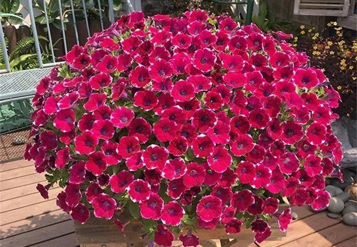 矮牽牛在什么季節開(kāi)花，矮牽牛開(kāi)花后要打頂嗎?