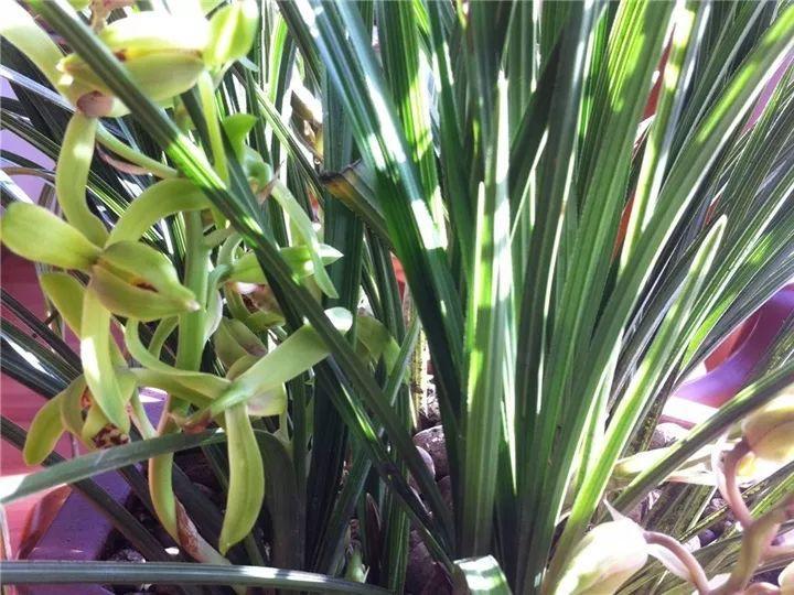 春蘭怎么養才能開(kāi)花，春蘭品種大全?