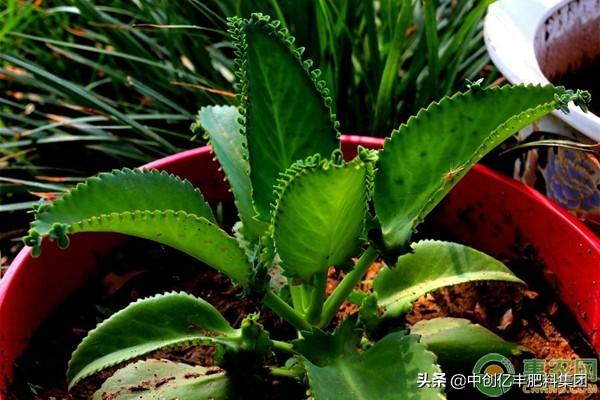 落地生根怎么施肥，生根肥什么時(shí)候施最好?