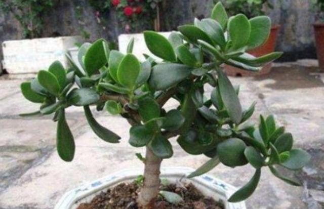 八寶景天怎么繁殖，八寶景天扦插視頻?