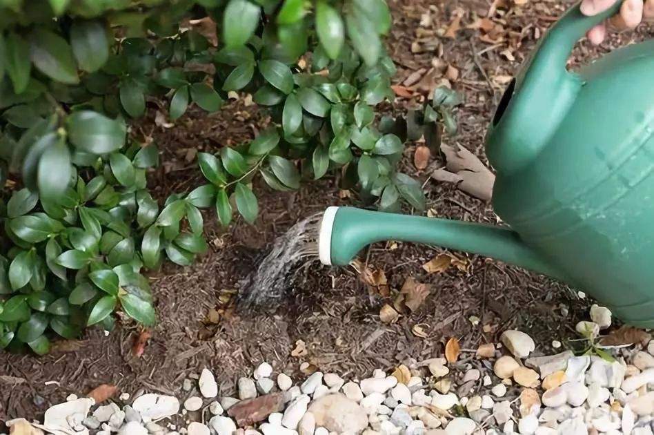 茶花施肥用什么肥料，茶花施肥過(guò)多怎么辦，種茶花用什么肥料最好?