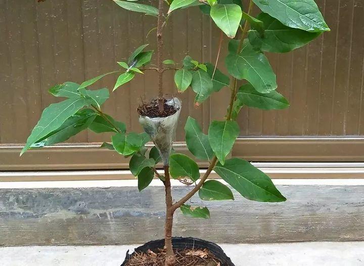 茶花壓條多久生根，空中壓條繁殖技術(shù)，臘梅壓條繁殖時(shí)間?