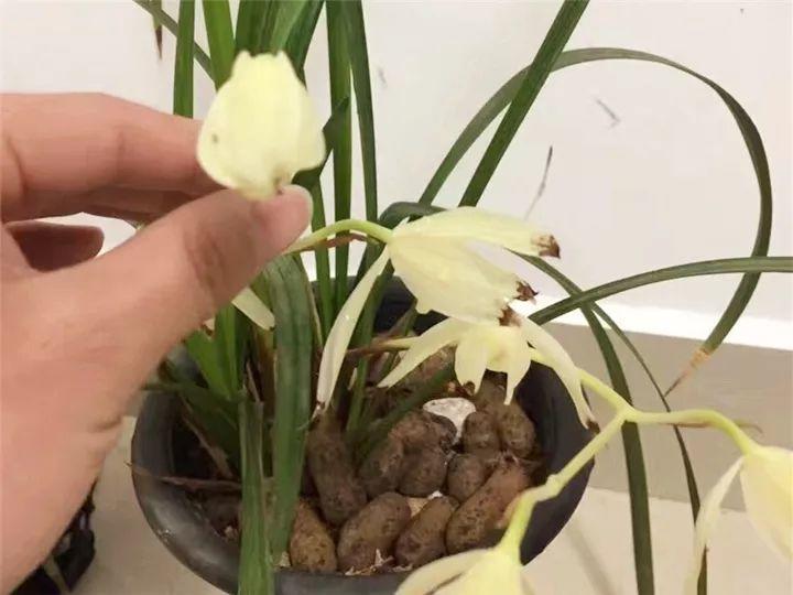 春蘭怎么養才能開(kāi)花，春蘭品種大全?