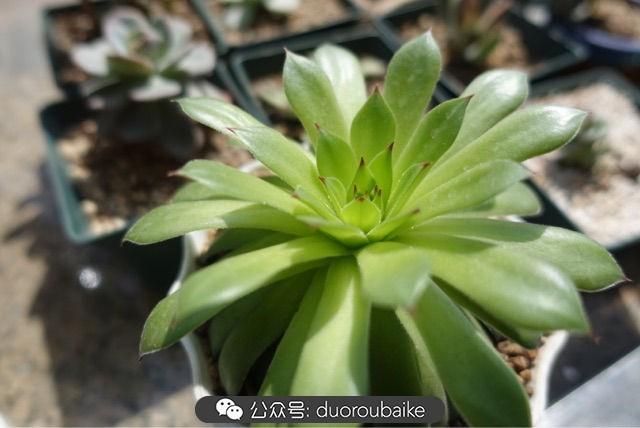 多肉白鳥(niǎo)怎么施肥，白鳥(niǎo)多肉爆盆?