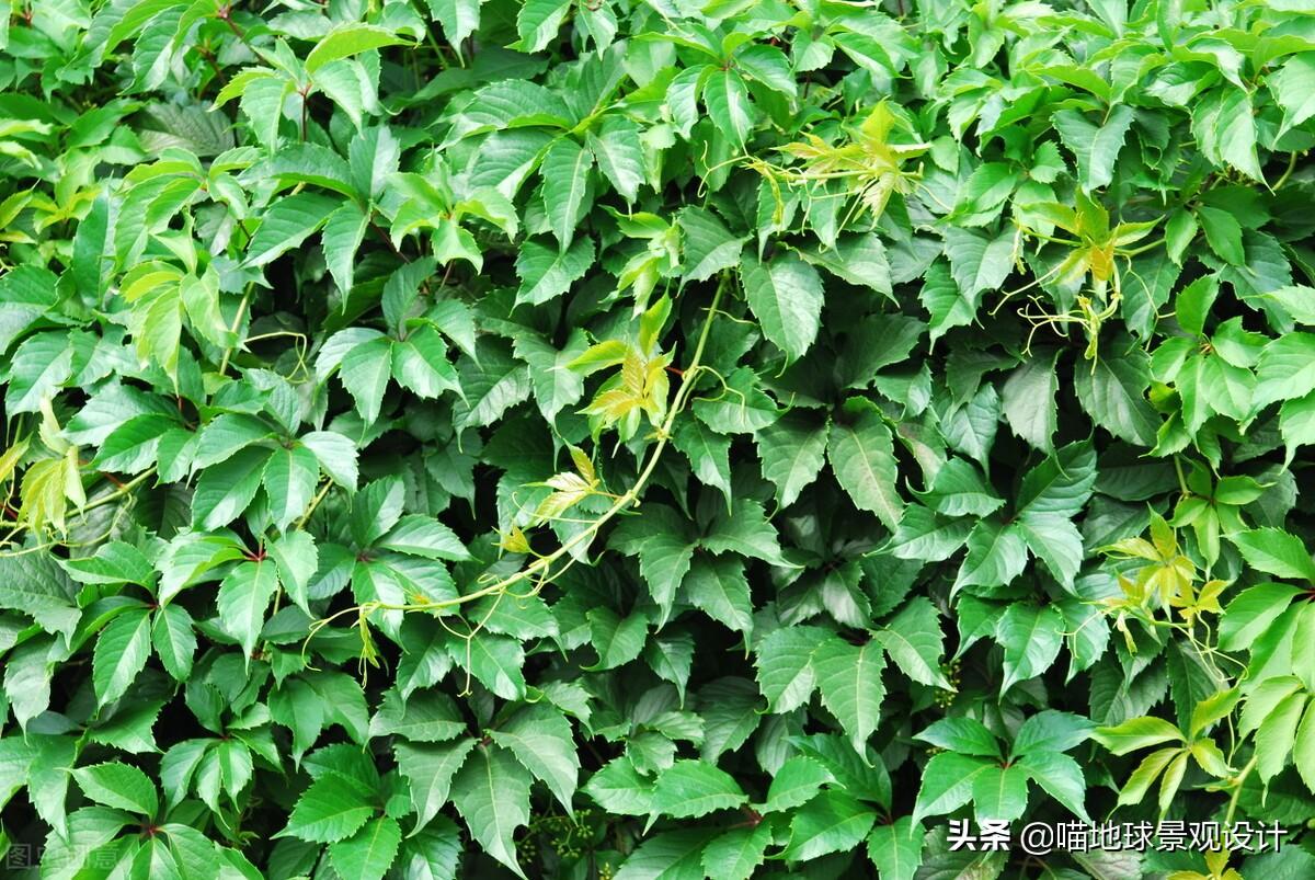 長(cháng)春蔓開(kāi)花嗎，長(cháng)春蔓和常春藤一樣嗎?