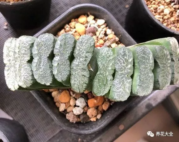 冰燈玉露怎么繁殖，冰燈玉露怎么爆盆?