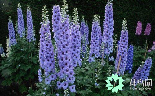 翠雀的繁殖方法，翠雀?