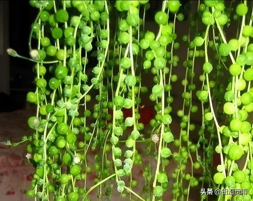 魚(yú)嘴吊蘭怎么養殖方法，怎么施肥，小嘴魚(yú)能養殖嗎?