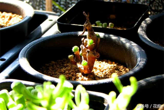 碧光環(huán)會(huì )開(kāi)花嗎，碧光環(huán)老樁?