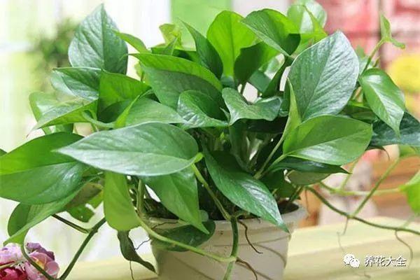 茶梅怎么扦插，茶梅扦插生根最快方法?