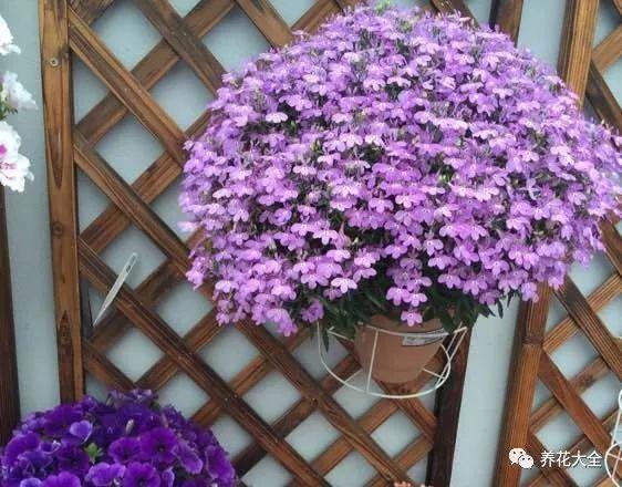 百萬(wàn)小鈴的繁殖方法，什么時(shí)候扦插，金魚(yú)吊蘭的扦插方法和注意事項?